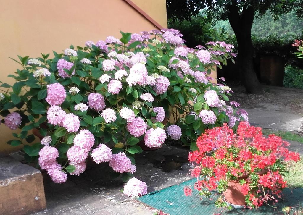 Agriturismo Poggio Al Tesoro Crespina Bagian luar foto