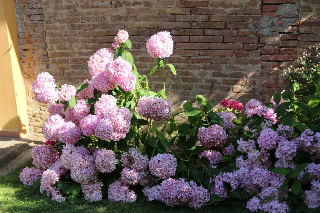 Agriturismo Poggio Al Tesoro Crespina Bagian luar foto